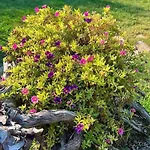 Ivonnis Garden * Mesimvria (Evros)