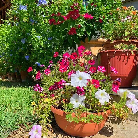 Ivonnis Garden