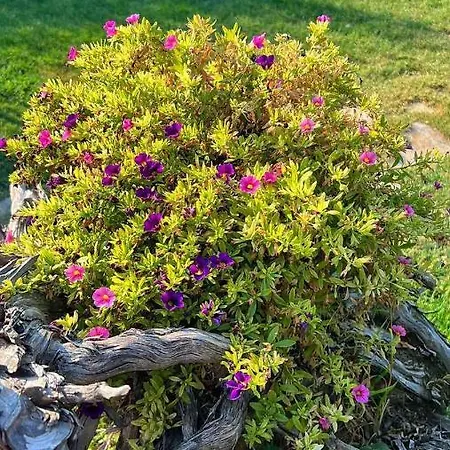 Ivonnis Garden 120m From Dikella Denize & Bbq * Mesimvria (Evros)